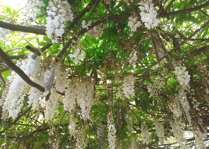 Delfinia Hotell Moraitika