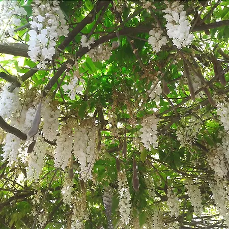 Delfinia Отель Мораитика